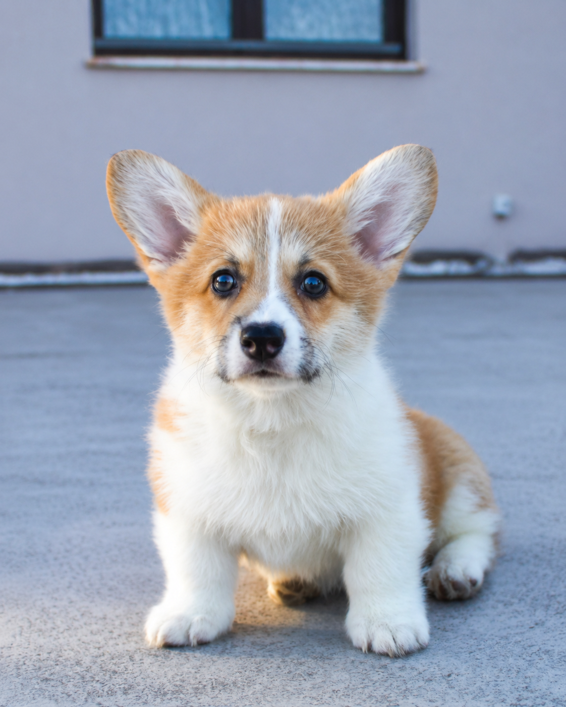 Foto original de Bilbo